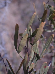 Dodonaea viscosa