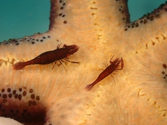 Zenopontonia soror