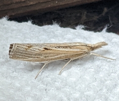Pediasia trisecta