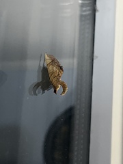 Eulithis diversilineata