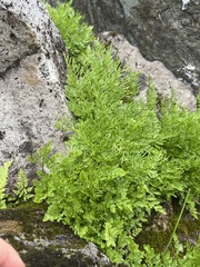 Cryptogramma cascadensis