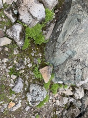 Cryptogramma cascadensis