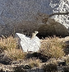 Urocitellus beldingi