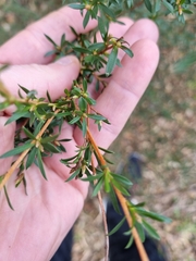 Kunzea leptospermoides