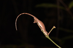 Anolis fuscoauratus