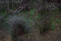 Mesomelaena pseudostygia