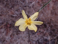 Moraea pallida