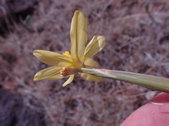 Moraea pallida