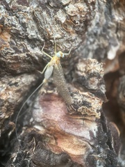 Ephemerella