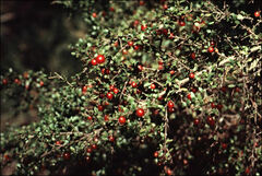 Coprosma quadrifida