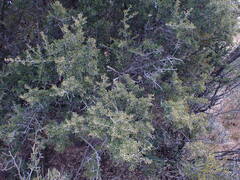 Searsia burchellii