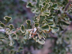 Searsia burchellii