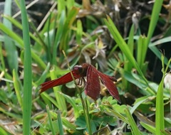 Neurothemis