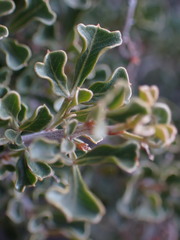 Searsia burchellii