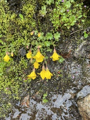 Erythranthe caespitosa