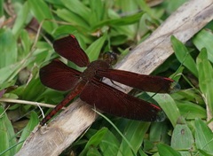 Neurothemis