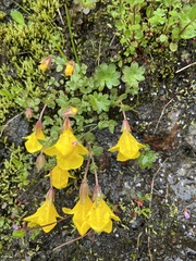 Erythranthe caespitosa