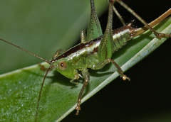 Conocephalus