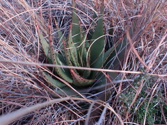 Aloe broomii