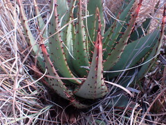 Aloe broomii