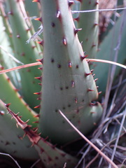Aloe broomii