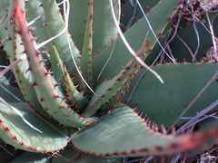 Aloe broomii