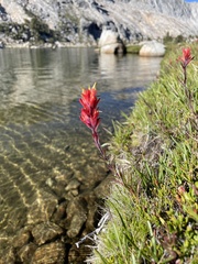 Castilleja peirsonii