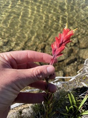Castilleja peirsonii