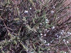 Eriocephalus ericoides