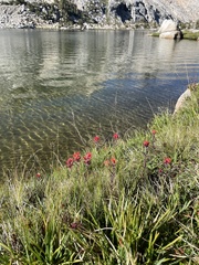 Castilleja peirsonii