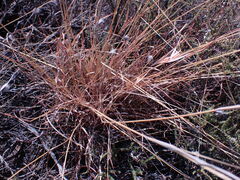 Themeda triandra