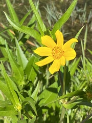 Bidens laevis
