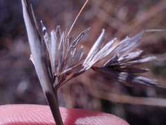 Themeda triandra