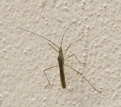 Leptocorisini