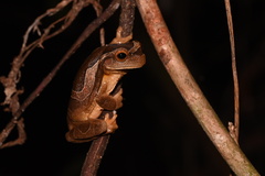 Trachycephalus coriaceus