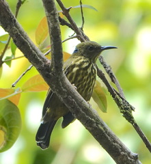 Kurochkinegramma hypogrammicum