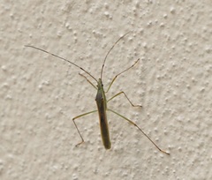 Leptocorisini