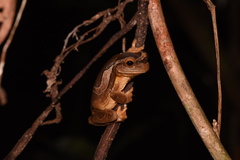 Trachycephalus coriaceus