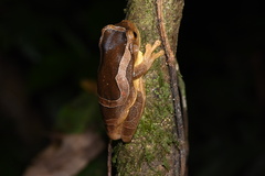 Trachycephalus coriaceus