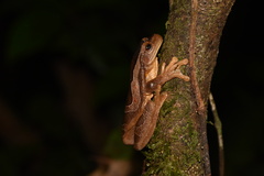 Trachycephalus coriaceus