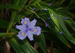 Iris japonica
