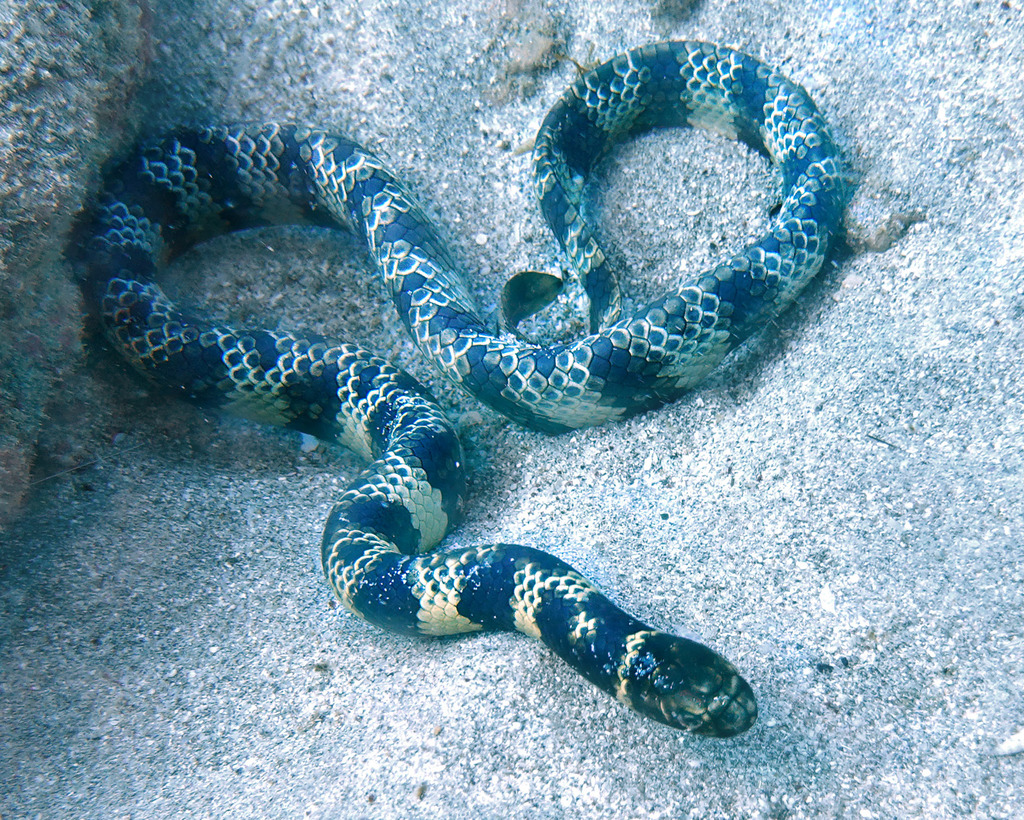 Western Turtle-Headed Sea Snake