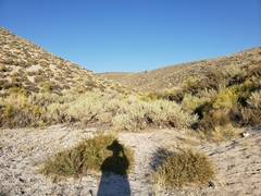 Artemisia tridentata