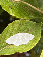 Campaea margaritaria