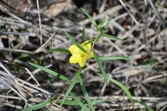 Talinum polygaloides