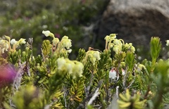 Phyllodoce glanduliflora