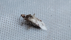 Liorhyssus hyalinus