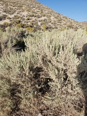 Artemisia tridentata