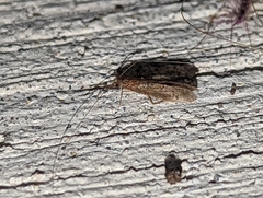 Oecetis