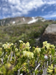Phyllodoce glanduliflora